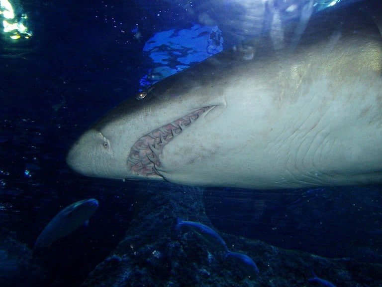  آکواریوم استرالیای غربی(Aquarium of Western Australia)