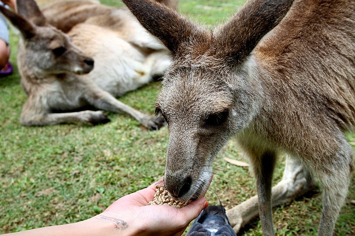 پناهگاه حیات وحش کورومبین(Currumbin Wildlife Sanctuary) از جاهای دیدنی شهر گلدکست استرالیا